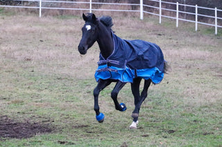  En svart häst med vit stjärn springer i en hage. Hästen har på sig nova sport navycobolt 100 grams täcke och nova sport blå boots. 