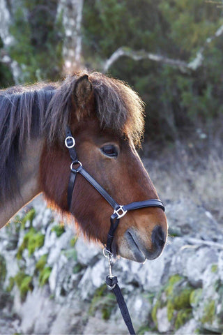 Lädergrimma Svart Med Silverspännen -  från  NovaLine